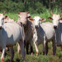 Mato Grosso do Sul está fora de risco para o mal da vaca louca 