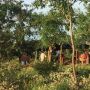 MPF denuncia Uni&atilde;o e fazendeiros por "comprar" &aacute;rea que j&aacute; era terra ind&iacute;gena