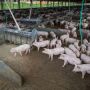 MS acelera produ&ccedil;&atilde;o de su&iacute;nos para ampliar as exporta&ccedil;&otilde;es
