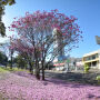 Com mais de 5 mil árvores, Ipê rosa abre estação de inverno e colore avenidas da Capital