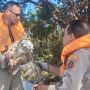 Bombeiros fazem resgate de coruja de quase 1 m de altura presa em rede de pesca predat&oacute;ria