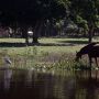 Discuss&atilde;o sobre futuro do Pantanal envolve como financiar a conserva&ccedil;&atilde;o do bioma