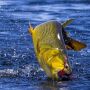 Deputados chegam a consenso e pesca de Dourado fica proibida por mais um ano