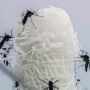 Primeira morte por dengue no ano em Campo Grande é confirmada