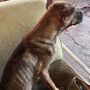 Multa por maus-tratos a animais pode chegar a R$ 1 milh&atilde;o em casos graves