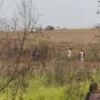 Povos Guarani Kaiowá são alvos de ataque em 5 terras indígenas de MS