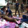Onça resgatada no Pantanal recebe tratamento especial no Ayty; veja fotos