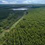 Fábrica de celulose da Arauco em MS será 40% maior que o previsto