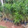 Mesmo proibida, murta segue à venda em floriculturas de MS