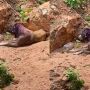 Mulher é presa no interior de MS por maus-tratos graves contra três cães; vídeo