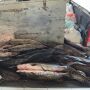 Em menos de 50 dias, Operação Piracema já apreendeu mais de 400 kg de pescado em MS