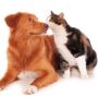 Cl&iacute;nica de SC recebe 5 milh&otilde;es para esterilizar c&atilde;es e gatos em MS