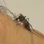 Em sete meses, MS registra mais de 7 mil casos de dengue e 17 mortes
