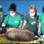 Projeto captura tatu-canastra mais pesado no Parque do Pombo em MS