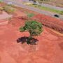 Prefeitura realiza transplante de pé de pequi de 8 metros