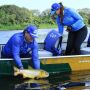 &Agrave;s v&eacute;speras do fim do veto, governo inicia estudos sobre pesca do dourado em MS
