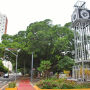Campo Grande celebra liderança no ranking de arborização urbana