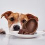 Pet B+: Você já sabe, mas não custa lembrar: na Páscoa, não dê chocolate para seu pet! 