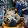 Onça deixará Pantanal de MS após morte de caseiro