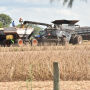 Dispara n&uacute;mero de empresas do agro em recupera&ccedil;&atilde;o judicial