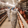 Argentina suspende parte das importações de produtos avícolas do Brasil