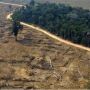Desmatamento cresce na Amazônia, mas cai no Cerrado e no Pantanal, segundo Deter