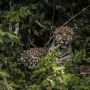 Presença de onça faz comunidade evitar circulação de crianças e recolher animais domésticos