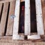 Casal é multado em mais de R$ 36 mil por criar galos de rinha em MS