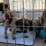 Feira terá 70 animais para adoção neste domingo (13)