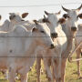 Pecuaristas de MS v&atilde;o contra novas exig&ecirc;ncias da Uni&atilde;o Europeia para carne exportada