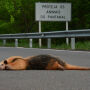 Minist&eacute;rio P&uacute;blico abre inqu&eacute;rito para investigar altas de atropelamentos de animais em rodovia 