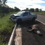 Mapa digital vai monitorar atropelamentos de animais em rodovias de MS