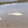 Pescadores encontram diversos peixes mortos no Rio Sucuri&uacute;
