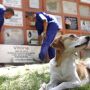 Projeto quer permitir sepultamento de animais em jazigos familiares de cemitérios