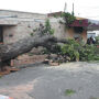 Em 2 dias, chuvas derrubaram mais de 50 &aacute;rvores na Capital