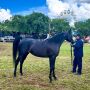 Gen&eacute;tica sul-mato-grossense domina julgamento de cavalos &aacute;rabes na Expogrande 