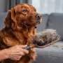 Coceira, queda de pelo e alergias: veja qual a dieta ideal que ajuda a prevenir problemas em pets