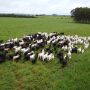 Iagro alerta para risco de hipotermia em rebanhos com frio