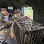 Pantanal registra remo&ccedil;&atilde;o in&eacute;dita de on&ccedil;a de dentro de cidade para &aacute;rea remota
