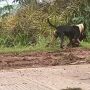 'Pitbulls &agrave; solta' fazem nova v&iacute;tima e voltam a tirar a paz de moradores; v&iacute;deos