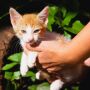 Feira de ado&ccedil;&atilde;o tem pets &agrave; espera de um lar no Dia das M&atilde;es