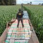 DOF apreende mais de 6 toneladas de maconha em meio a milharal
