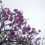 Ip&ecirc; rosa abre temporada das cores e anuncia chegada do inverno