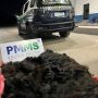 Pol&iacute;cia apreende cabelo humano ilegal avaliado em R$ 115 mil em MS