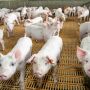 Suinocultura avan&ccedil;a e exporta&ccedil;&otilde;es somam US$ 22,5 milh&otilde;es em MS