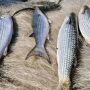 Pesca de tainha na modalidade arrasto de praia est&aacute; suspensa