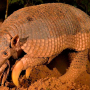Mato Grosso do Sul pode ter Dia Estadual do tatu-canastra