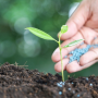 Rejeito da ind&uacute;stria de celulose &eacute; testado como fertilizante agr&iacute;cola em MS