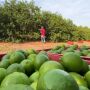TRT condena empresa de frutas por trabalho an&aacute;logo &agrave; escravid&atilde;o em MS