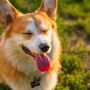 O que evitar na dieta dos pets para prevenir alergias